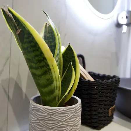 Odi Artspitality * Golos